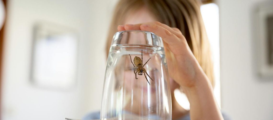 Pourquoi j'ai des araignées chez moi ? Et comment m'en débarrasser ?