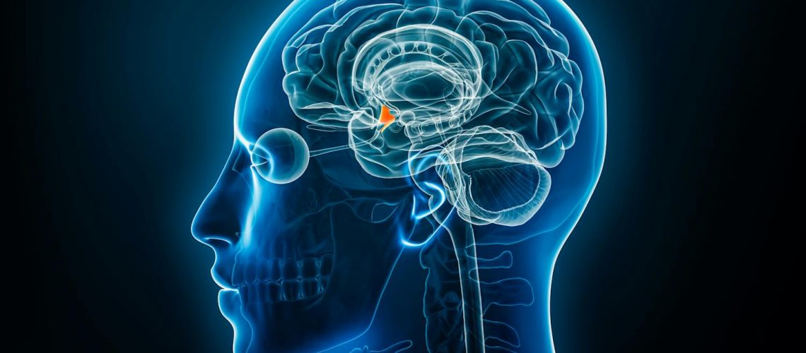 Hypothalamus : rôle, anatomie, c'est quoi ?